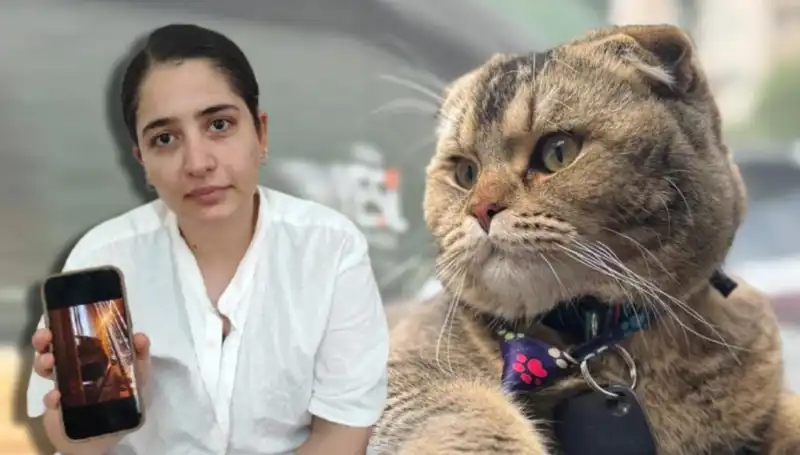 Evliliğin Kaderi: Kedi Yüzünden Boşanma Tehlikesi!