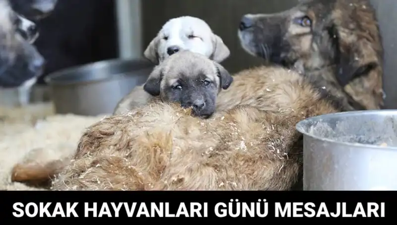 Dünya Sokak Hayvanları Günü: Farkındalığı Artırmak İçin Bir Fırsat