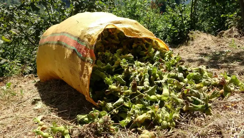 Giresun’da Fındık Hasadı Başladı: Üreticiler Hasat İçin Gün Sayıyor