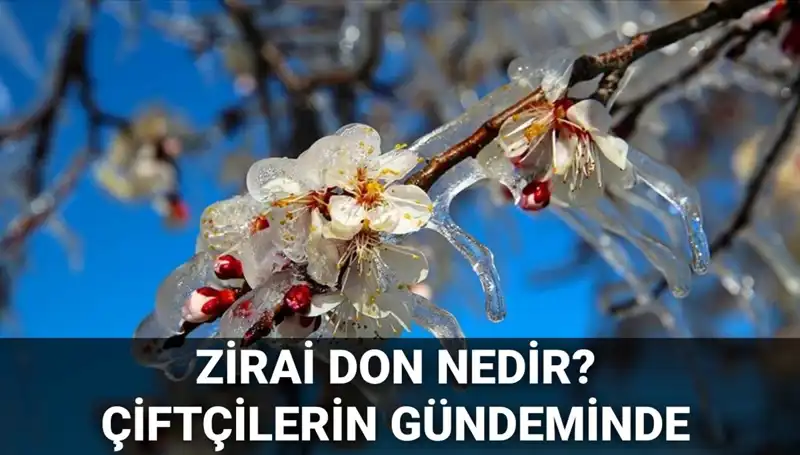 Zirai Don: Çiftçileri Vuran Doğa Olayı ve Olumsuz Etkileri