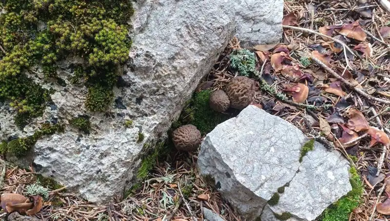 Yöre Halkının Geleceğini Belirleyecek Ürün: Kilosu 1200 Lira!