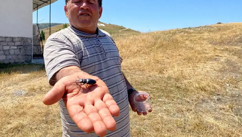 Sivas'ta Görülen Böceğin Ölümü 557 Bin TL Cezayla Sonuçlanabilir!