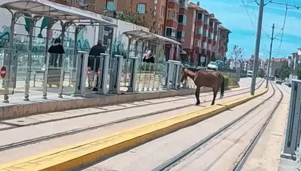 Eskişehir Tramvay Raylarında Görülen Başında Boş At Olayı Şaşkınlık Yarattı