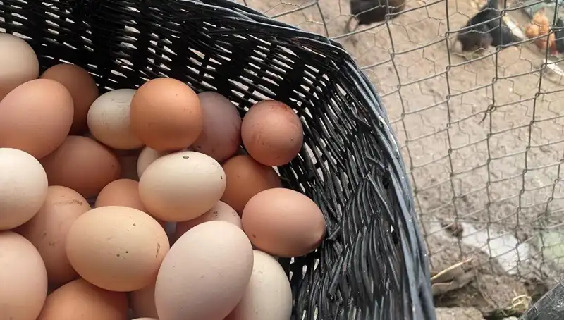Dünyanın En Ucuz Proteini: Öğrencilere Umut Olacak Kıyma Alternatifi