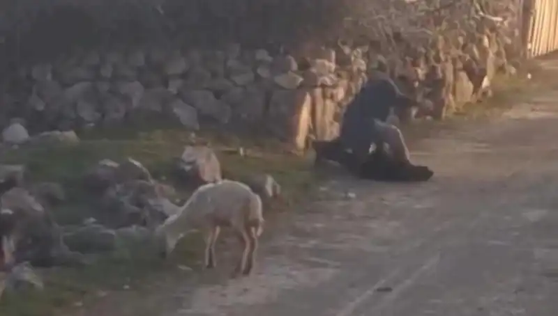 Koyuna Eziyet Eden Şahsı Gözaltına Alan Olayın Arka Planı