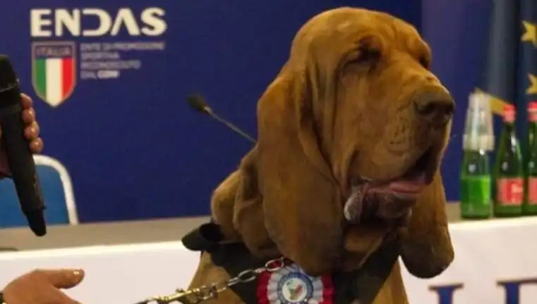 Çivili Sosisle Öldürülen Arama Köpeği: Suikast Haberi Şok Etti!