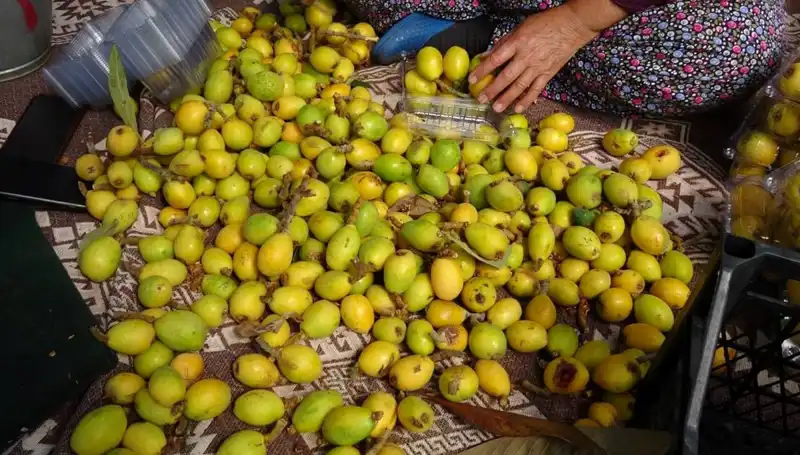 Muşmula Hasadı Başladı: Kilosu Bu Yıl 150 TL’ye Satılıyor!