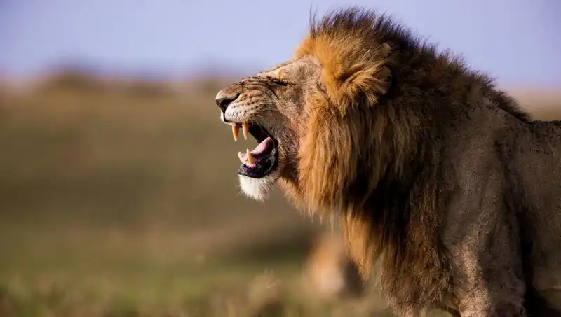 14 Yaşındaki Kızın Aslan Saldırısı Sonrası Hayatını Kaybetmesi Üzerine Kurulan Sorular