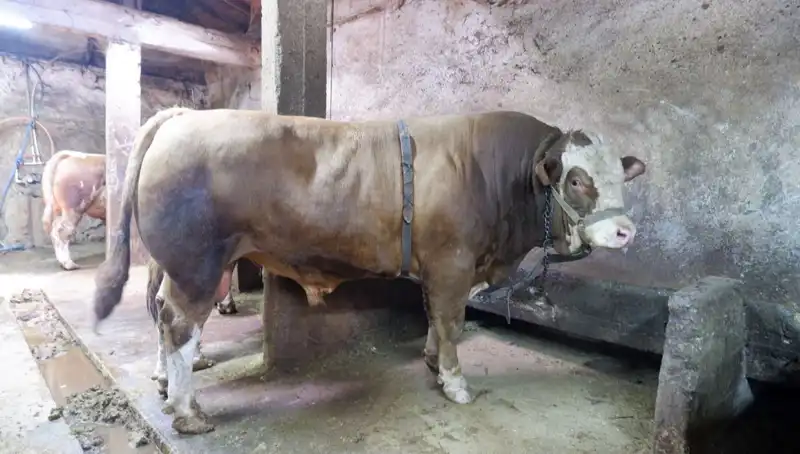 Uzun Süre Beklenen Fırsat: Tam 1 Ton 200 Kilo Alıcı Buldu!