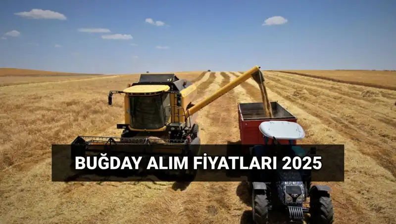 TMO Hububat Alım Ücretleri Ne Zaman Yatacak? 2025 Fiyatları Belli Oldu!