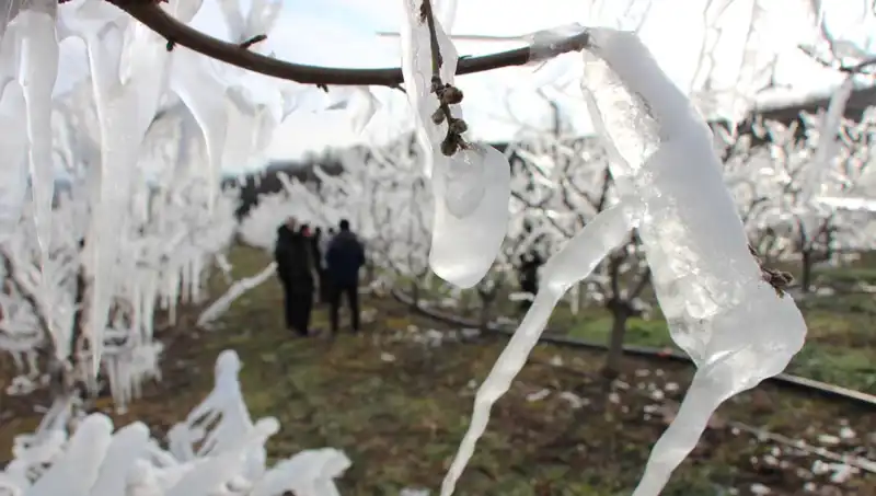 Soğuk Hava, Ağaçları Dondurmuştu: Şaşırtan Çiçeklenme