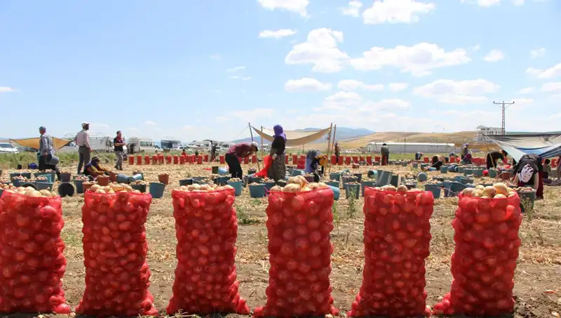 Amasya’nın Elmasından Avrupa'ya: "Elma Kadar Tatlı" İhracatı!
