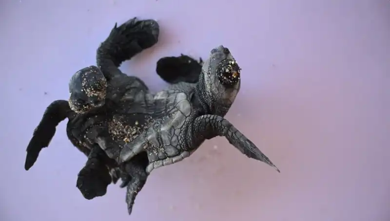 Görenler Gözlerine İnanamıyor: Siyam İkizi Caretta Carettalar Sahile Vardı