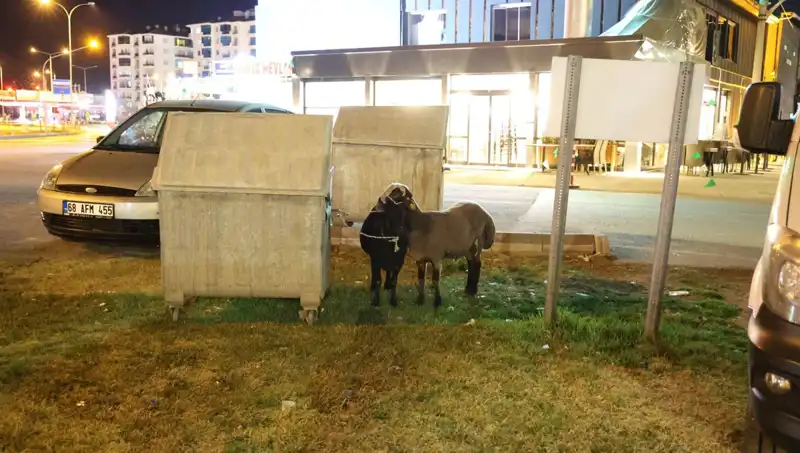 Mor Karaman Koyunları: Yolda Bırakılan İrki Mirasın Dramı
