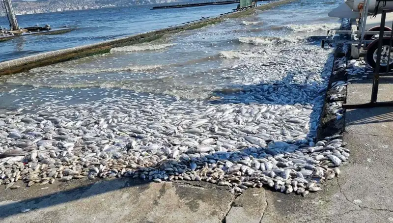 İzmir Körfezi’nde Çevre Temizliği için Yeni Projeler Başlatıldı