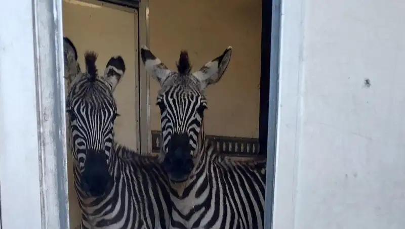 Sınırda Şaşırtan Buluş: Minibüste 2 Zebra, 6 Maymun, Antilop ve Kuğu!