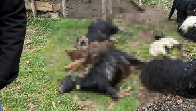 Sahipsiz Köpeklerin Çiftlikte Yarattığı Felaket: 18 Keçi Telef Oldu