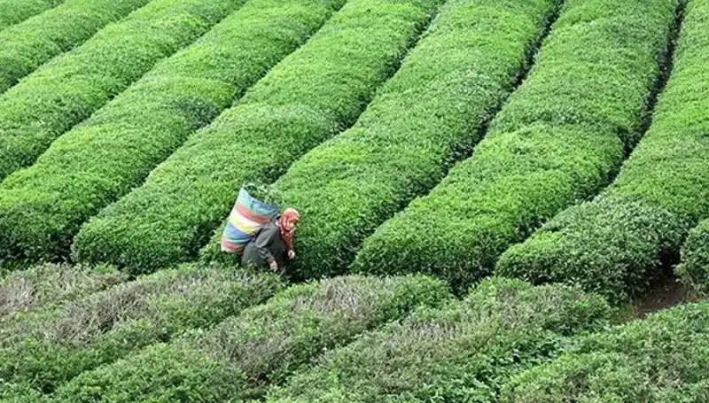 ÇAYKUR, Bayramda da Yaş Çay Alımına Hız Kesmeden Devam Ediyor