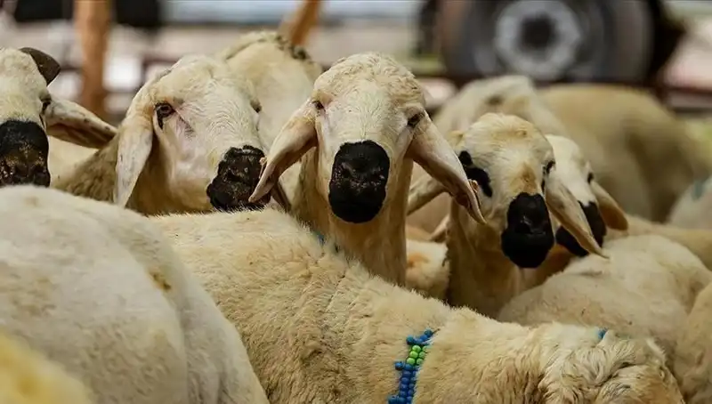 Kurban Bayramı Ne Zaman? 2024'te Bayram Tatili Uzayacak mı?