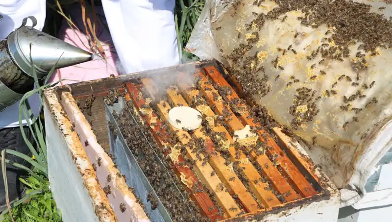 Ata Mesleği Arıcılığı Yaşatan Genç: Yurt Dışına Bal İhracatı Yapıyor