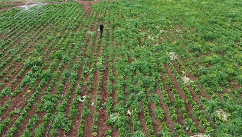 Marul Hasadında Kuraklığın Etkileri: Çiftçiler Ne Yapacak?