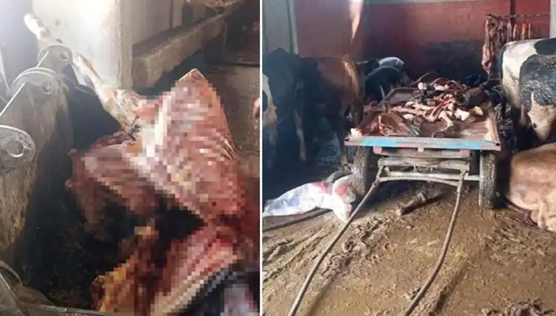 Adana'da Şok Olay: 2,5 Ton At Eti Ele Geçirildi ve 4 At Kurtarıldı