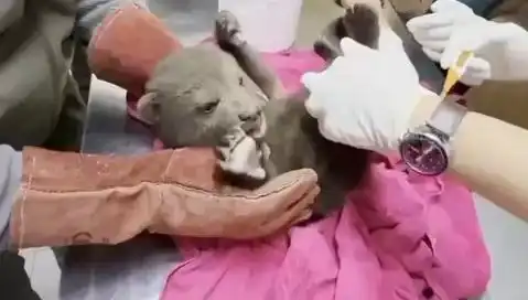 Karabük Ormanlarında Şaşırtıcı Keşif: Yavru Bozayı Kurtarıldı!