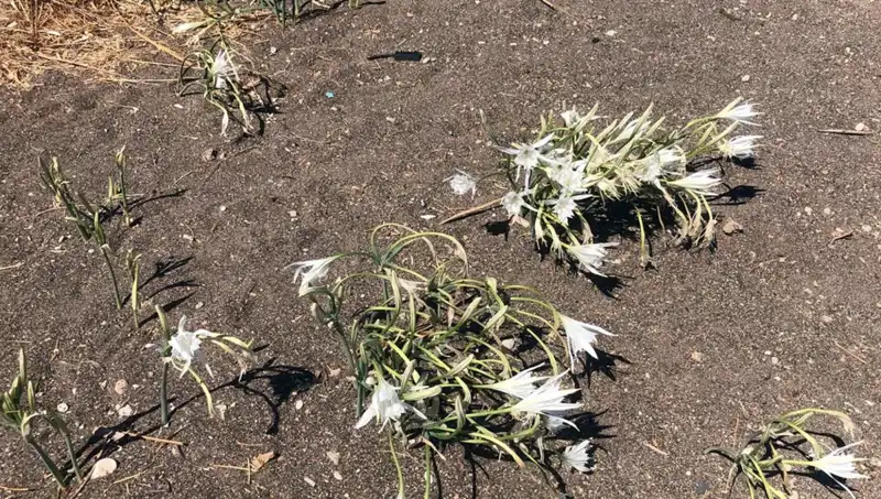 Koparma cezası: Cezayı duyanlar bu yerlerden kaçınıyor