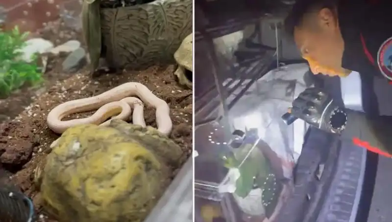 Devriye Ekipleri, Arka Koltukta Bulunan Zehirli Yılanlarla Şok Oldu