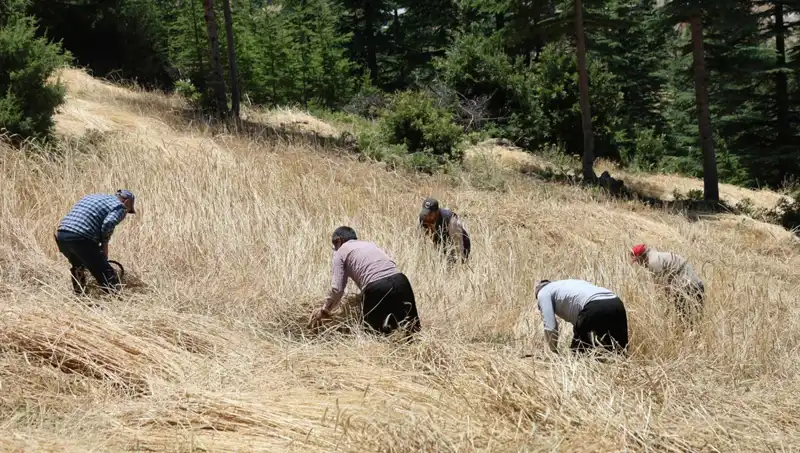 Tarımda Geleneksel Yöntemler: Ellik ve Orakla Hasat Geleneği Yeniden Canlanıyor