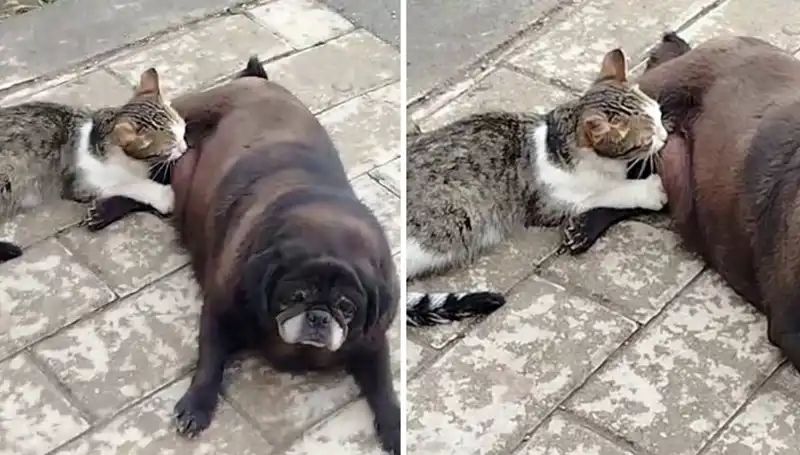 Erzurum'da Sokak Ortasında Kediyi Emziren Köpek Görüntüleri Şaşırttı