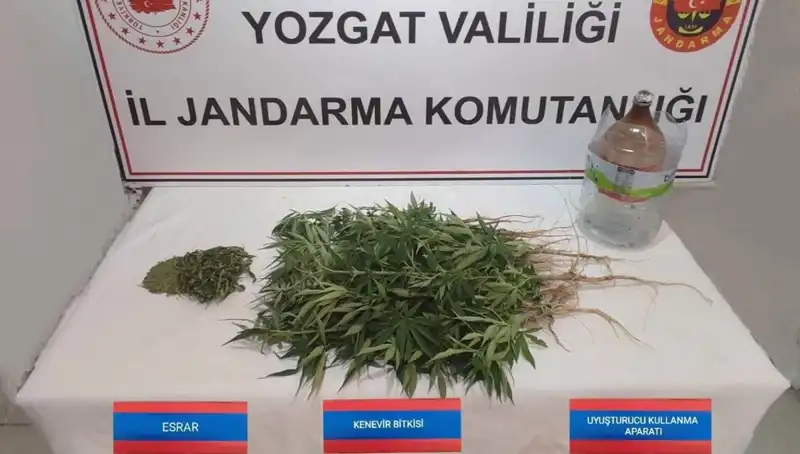 Yozgat’ta İlgili Güçler Tarafından 40 Kök Kenevir Ele Geçirildi
