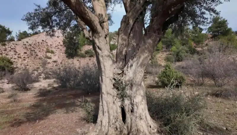 800 Yıllık Zeytin Ağacı: İnanılmaz Hikayesi ve Koruma Mücadelesi