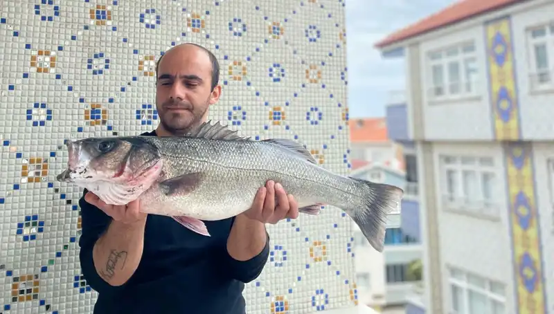 Dev Levrek Avında Yeni Rekor: 7,5 Kiloluk Canlı Tutuldu!
