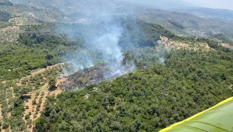 Aydın’da Korkutan Orman Yangını! Yangına Müdahale Süreci ve Sonuçları