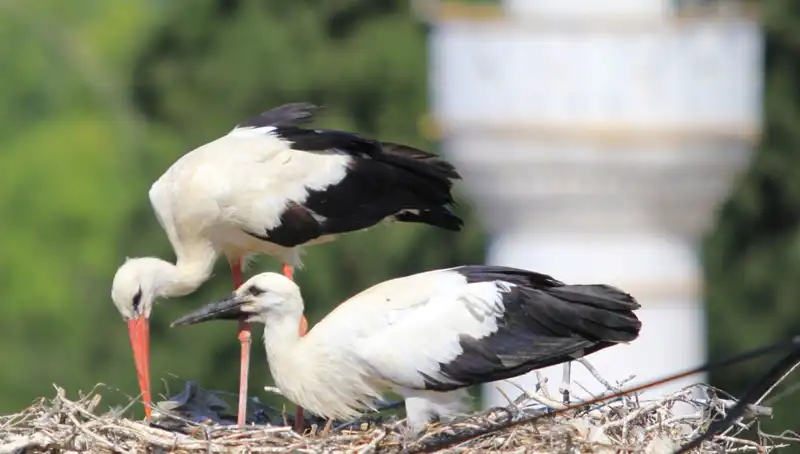 Yaren Leyleği Kıskandıran Leylek Köyü: Yuva Sayısında Rekor Kırılıyor!