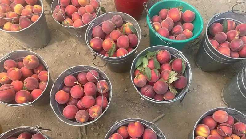 Çiftçiler Ölçülemez Sevgiyle Toprağa Bağlı, Fiyatlar 100 Lirayı Geçti!