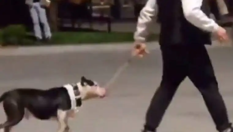 Ağızlıksız Pitbull, Diğer Köpeklere Saldırınca Sahibine Para Cezası