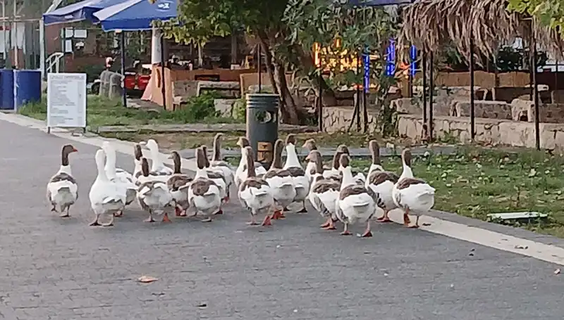 Denizde Yüzdükten Sonra Kümese Kapatılan Kazların Ölümü Üzerine Şok İddialar!
