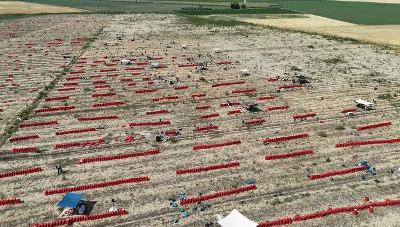 Tarlada Fiyatlar 5 TL'ye Düştü: 40 Derecede Tarım İşçileri Ne Yapıyor?