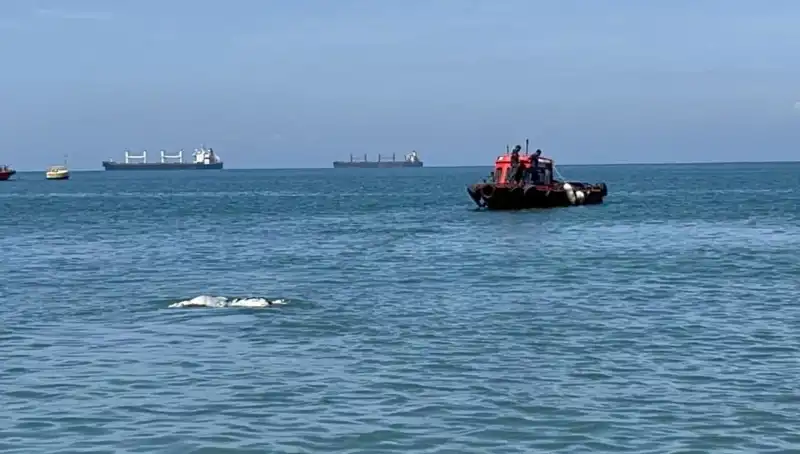 Denizin Ortasında Angus Sığırları: Şaşkınlıkla Koşan Topluluk