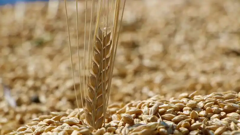 2025 TMO Buğday Satış Fiyatları Açıklandı! Arpa ve Yulafda Son Durum Nedir?