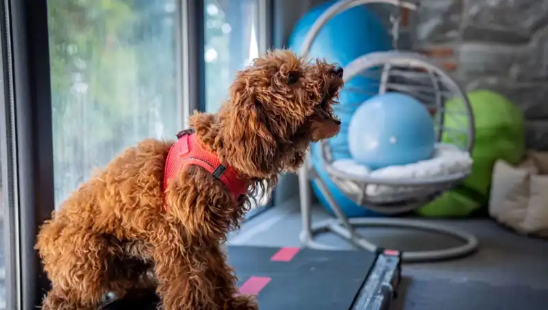 Muffin: Travmayı Aşma Yolunda Güven Duygusu Yeniden İnşa Ediliyor