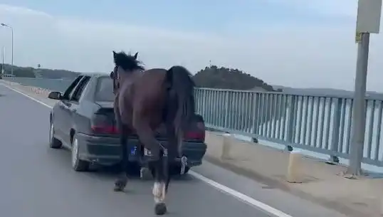 Adana'da Ata Eziyet Ettiği İddia Edilen Kişiye Şok Tutuklama!