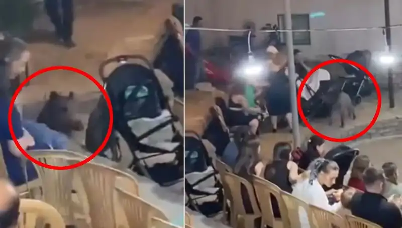 Düğün Esnasında Yaban Domuzunun Baskını Panik Yarattı!