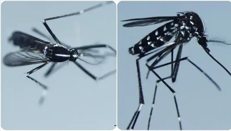 Chikungunya Virüsü: Tehlikesi ve Dünyada Görüldüğü Ülkeler