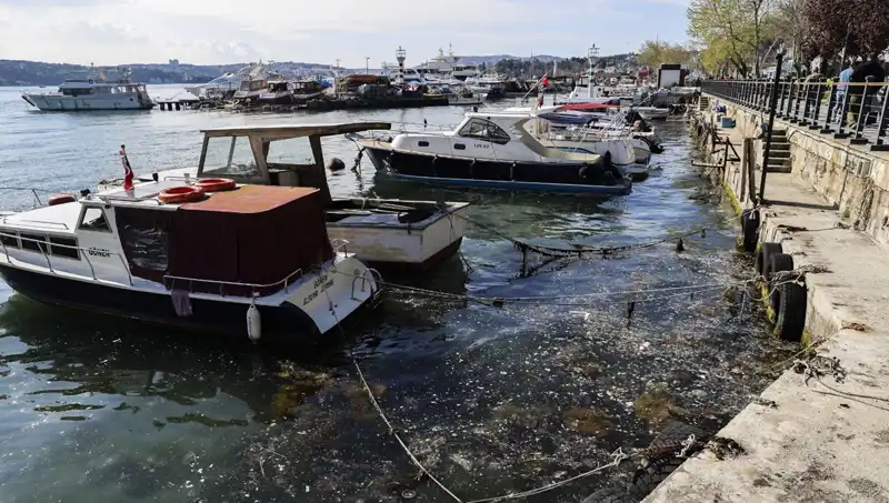 İstanbul'da Müsilaj Krizi: Denizdeki Tehlike Yeniden Baş Gösterdi