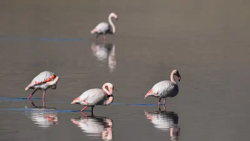 Kuş Cennetinde Kuraklık Alarmı: Flamingo Sayısı Tehlikede
