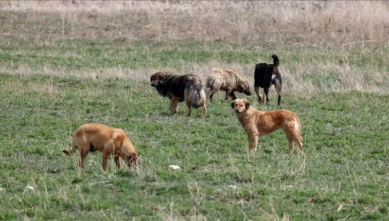 Ankara'da Sahipsiz Köpekler İçin Sert Ekonomik Önlemler