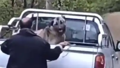 Trabzon'da Şok Eden Olay: Köpeği Halatla Döven Adam Ne Düşünüyor?